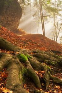 forest